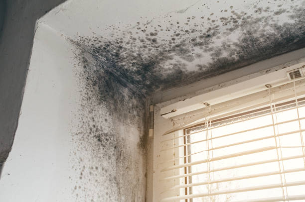 Trusted Black Mold Removal service in Knoxville, MD - Cheap Mold Removal